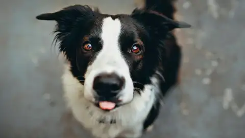 Seis señales de que un perro es feliz, según los veterinarios Seis señales de que un perro es feliz, según los veterinarios