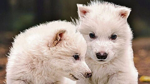 Lobos &iquest;Huargos?
