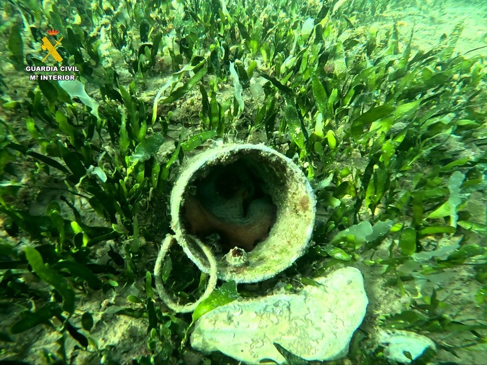 La bahía de Santa Pola se cuela en la pesca furtiva e ilegal de pulpo La bahía de Santa Pola se cuela en la pesca furtiva e ilegal de pulpo