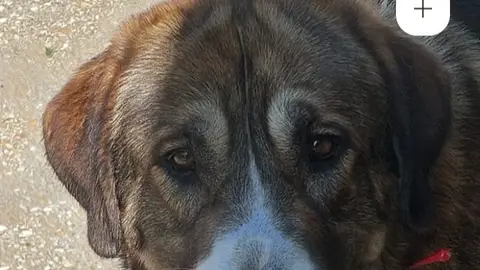 Chispón, es un cruce de mastín onda cero