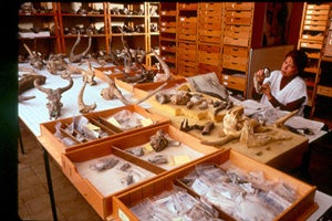 ¿Cómo evoluciona la vida? ¿Cómo evoluciona la vida?