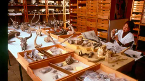 Elizabeth S Vrba Elizabeth S Vrba