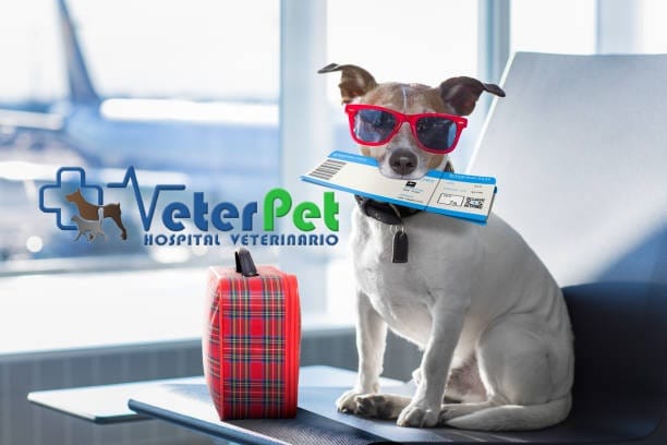 Ángel Osuna nos cuenta hoy qué errores no debemos cometer si dejamos a nuestro perro en una residencia canina Ángel Osuna nos cuenta hoy qué errores no debemos cometer si dejamos a nuestro perro en una residencia canina