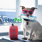 Cada martes en 'Más de uno Vega Baja' el adiestrador y psicólogo canino Ángel Osuna nos orienta en el cuidado y bienestar de nuestro perro