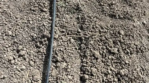 El apagón causa problemas en el sector agrario con animales sin ordeñar y cultivos recién trasplantados sin el riego necesario Apagón
