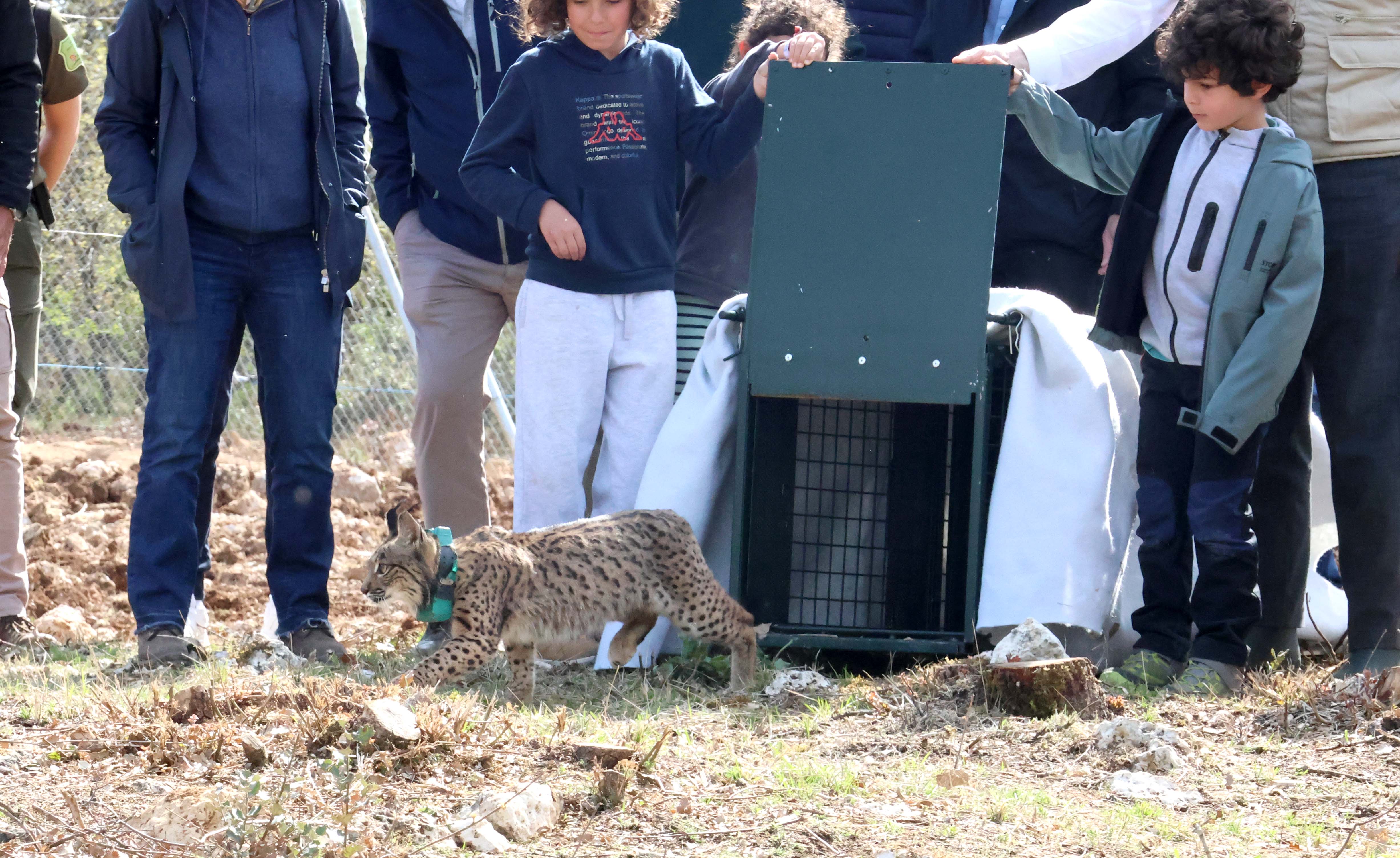 Vouga y Valeriana, dos nuevos linces en el Cerrato Palentino Vouga y Valeriana, dos nuevos linces en el Cerrato Palentino
