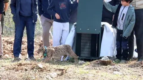Vouga y Valeriana, dos nuevos linces en el Cerrato Palentino .