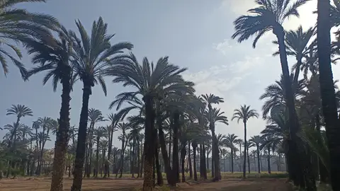 Huerto de palmeras en Elche. Huerto de palmeras en Elche.