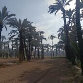 Huerto de palmeras en Elche. 