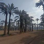 Huerto de palmeras en Elche. Huerto de palmeras en Elche.