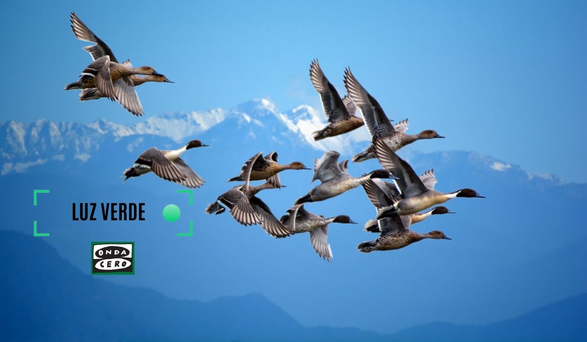 Día de las aves migratorias Día de las aves migratorias