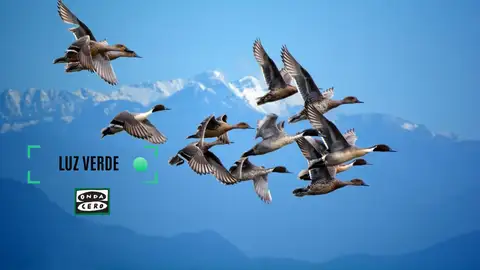 Aves migratorias Aves migratorias