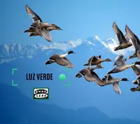 Aves migratorias Aves migratorias