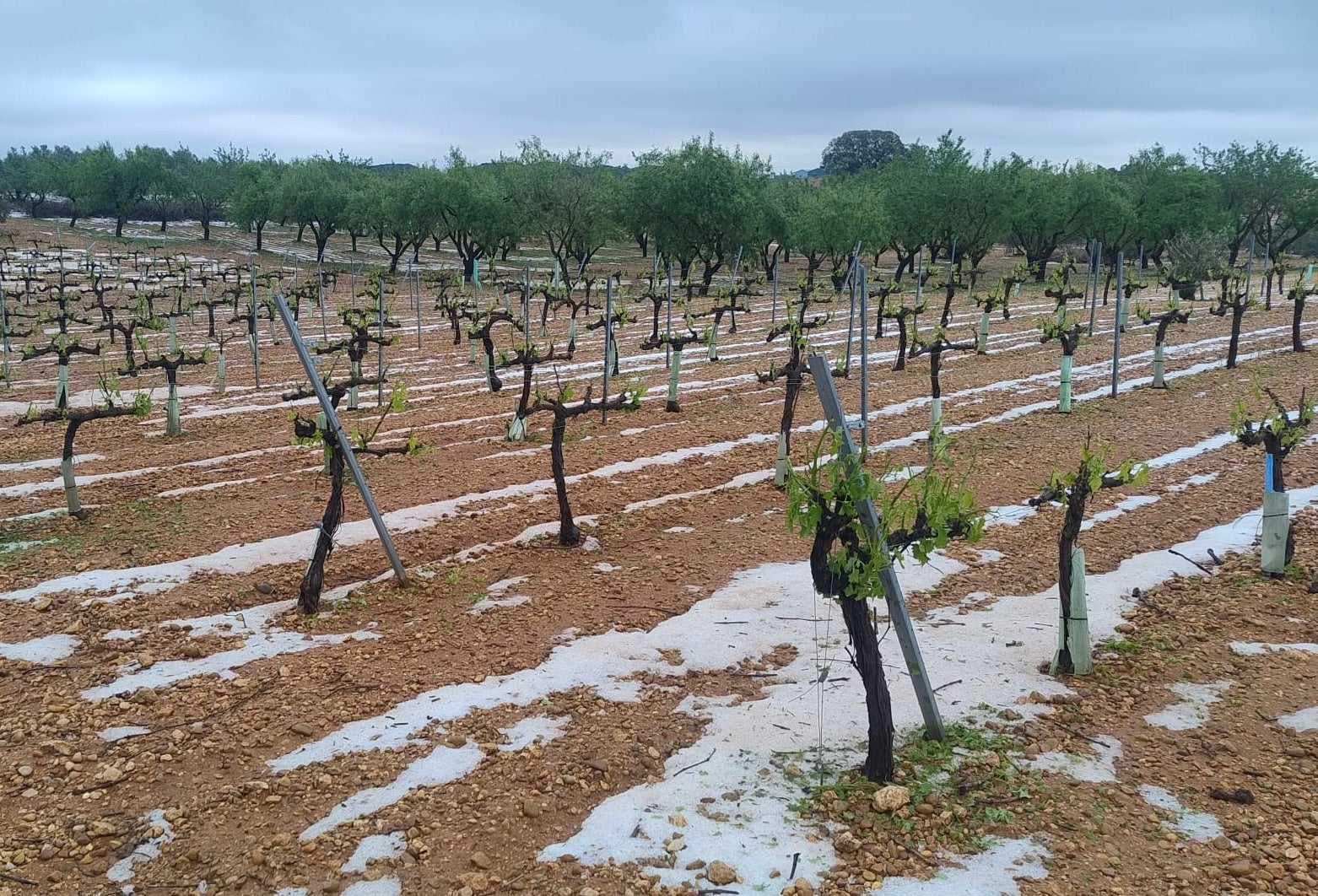 Segunda granizada en mayo que mantiene en vilo al campo en Cuenca Segunda granizada en mayo que mantiene en vilo al campo en Cuenca