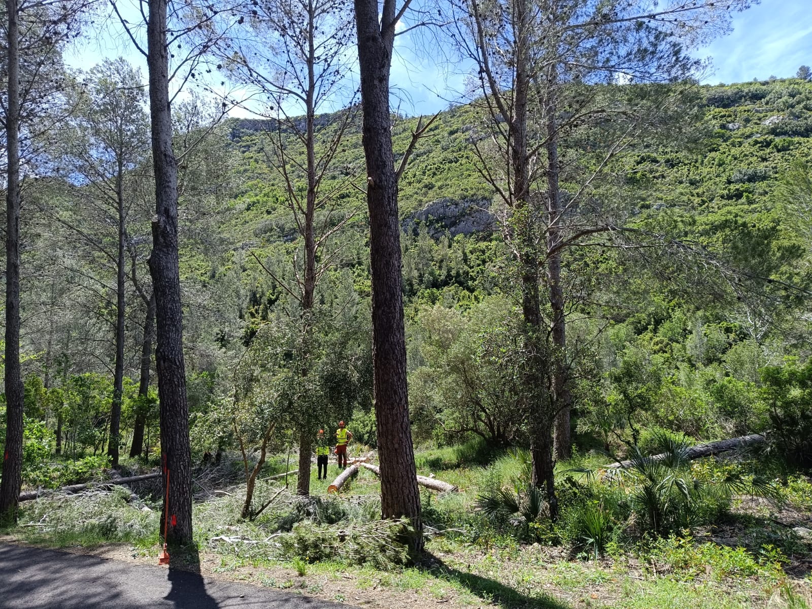 Alzira inicia los trabajos de prevención de incendios en La Casella Alzira inicia los trabajos de prevención de incendios en La Casella