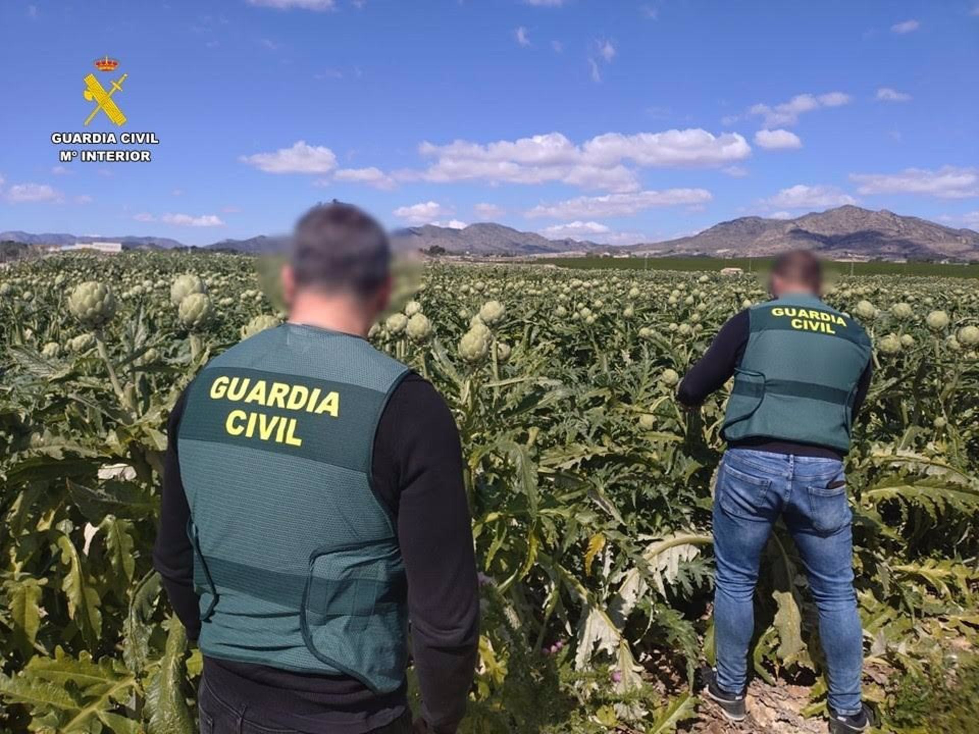 La Guardia Civil identifica a diez hombres por el robo de 300 kilos de alcachofas en una parcela agraria de Novelda La Guardia Civil identifica a diez hombres por el robo de 300 kilos de alcachofas en una parcela agraria de Novelda