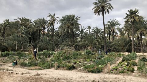Parcelas en el huerto urbano del Hort de Felip de Elche.