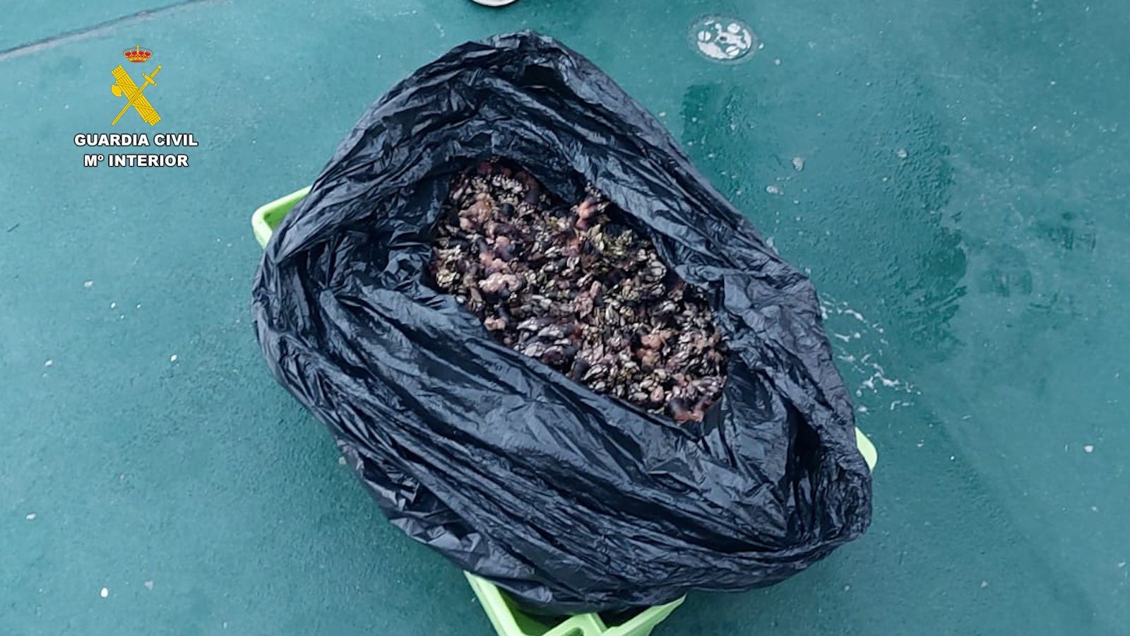 Sorprendidos con 16 kilos de percebes en la isla de Izaro Sorprendidos con 16 kilos de percebes en la isla de Izaro