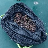 Sorprendidos con 16 kilos de percebes en la isla de Izaro