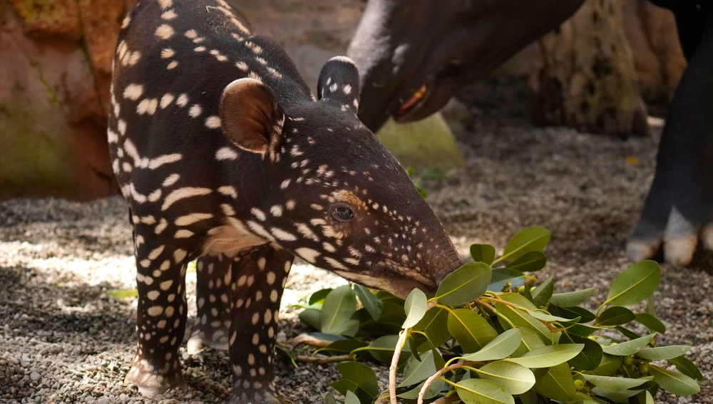 Primera cría de tapir malayo en España, nacida en Bioparc Fuengirola Primera cría de tapir malayo en España, nacida en Bioparc Fuengirola
