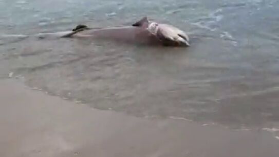 Aparece en la playa de Los Arenales del Sol de Elche el cuerpo de un tibur&oacute;n muerto de m&aacute;s de dos metros 
