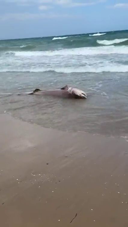 Aparece en la playa de Los Arenales del Sol de Elche el cadáver de un tiburón de más de dos metros Aparece en la playa de Los Arenales del Sol de Elche el cadáver de un tiburón de más de dos metros