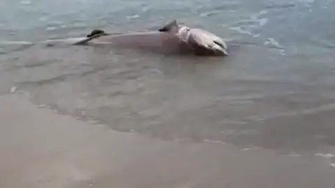Aparece en la playa de Los Arenales del Sol de Elche el cuerpo de un tiburón muerto de más de dos metros Aparece en la playa de Los Arenales del Sol de Elche el cuerpo de un tiburón muerto de más de dos metros
