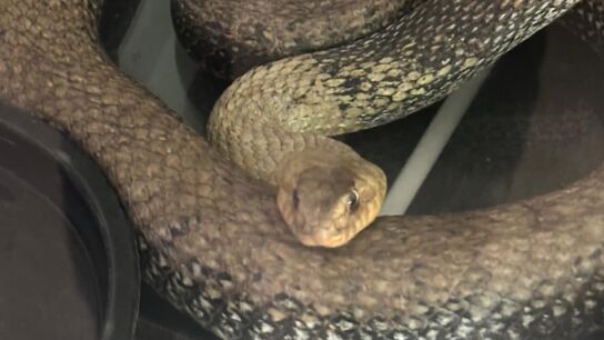 La culebra bastarda encontrada dentro del motor