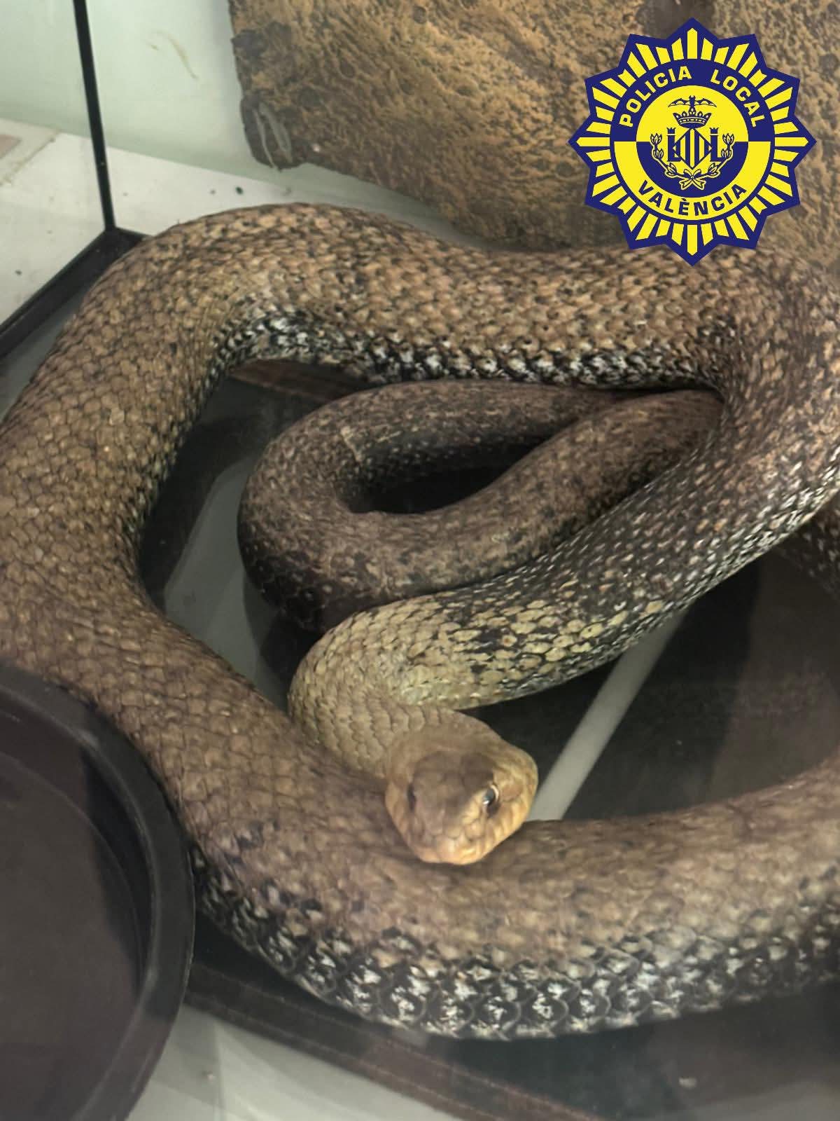 Aparece una culebra bastarda en el motor de un coche en Valencia Aparece una culebra bastarda en el motor de un coche en Valencia