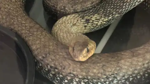 La culebra bastarda encontrada dentro del motor La culebra bastarda encontrada dentro del motor