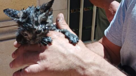 Gatito rescatado en indendio de Cullera