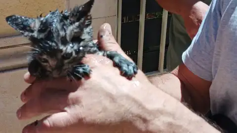 Gatito rescatado en indendio de Cullera Gatito rescatado en indendio de Cullera