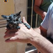 Gatito rescatado en indendio de Cullera