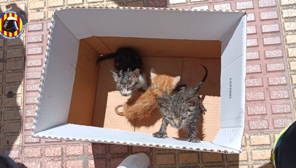 Gatitos rescatados en incendio de Cullera