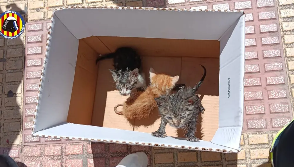 Gatitos rescatados en incendio de Cullera Gatitos rescatados en incendio de Cullera