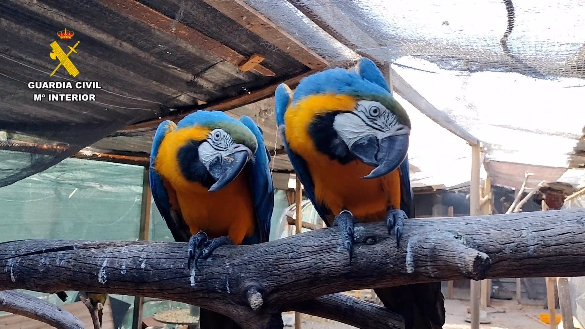 Cinco detenidos, 18 investigados y una treintena de especies incautadas a una red de tráfico de fauna protegida Cinco detenidos, 18 investigados y una treintena de especies incautadas a una red de tráfico de fauna protegida