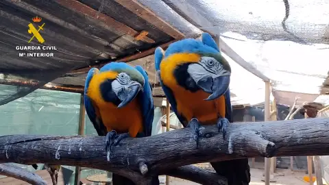 Cinco detenidos, 18 investigados y una treintena de especies incautadas a una red de tráfico de fauna protegida Cinco detenidos, 18 investigados y una treintena de especies incautadas a una red de tráfico de fauna protegida