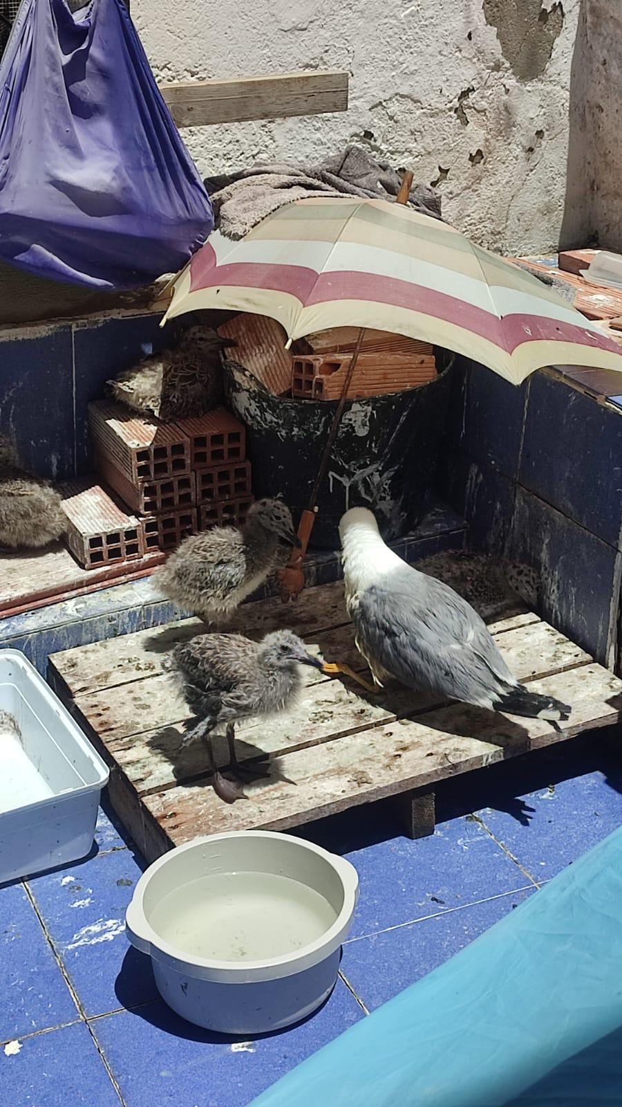 Más de uno Ceuta 26/5/25 Más de uno Ceuta 26/5/25