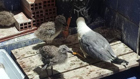 Nido de gaviotas en Ceuta