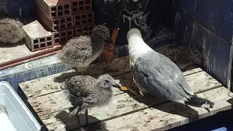 Nido de gaviotas en Ceuta Nido de gaviotas en Ceuta