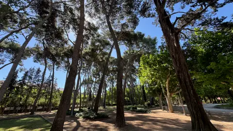 Huesca lanza una encuesta ciudadana para opinar sobre la gestión del pinar Huesca lanza una encuesta ciudadana para opinar sobre la gestión del pinar
