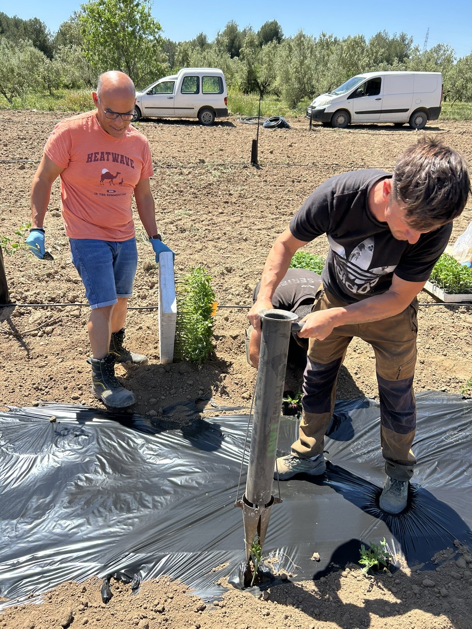 La Cooperativa de Viver recupera ocho variedades autóctonas de tomate en colaboración con la Politécnica de Valencia La Cooperativa de Viver recupera ocho variedades autóctonas de tomate en colaboración con la Politécnica de Valencia