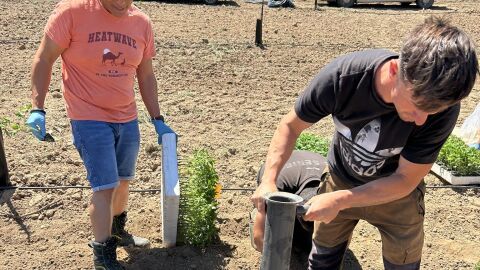 La Cooperativa de Viver ha empezado a cultivas las variedades de tomate. 