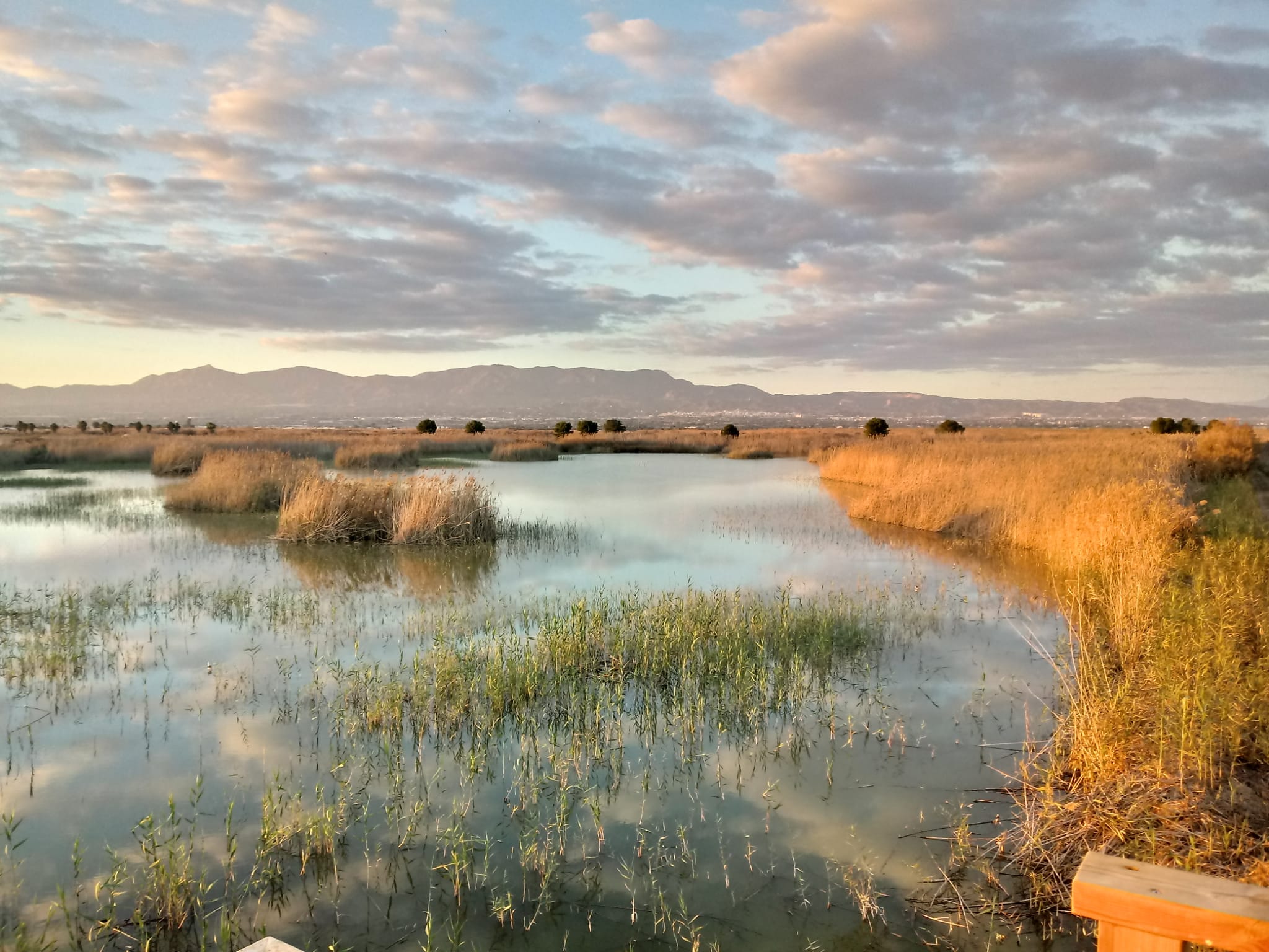AHSA considera que sería “irresponsable” eliminar las limitaciones a la caza y las actividades acuáticas en El Hondo Crevillent-Elche AHSA considera que sería “irresponsable” eliminar las limitaciones a la caza y las actividades acuáticas en El Hondo Crevillent-Elche