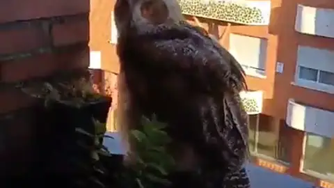 Qué sabemos de: los búhos Qué sabemos de: los búhos