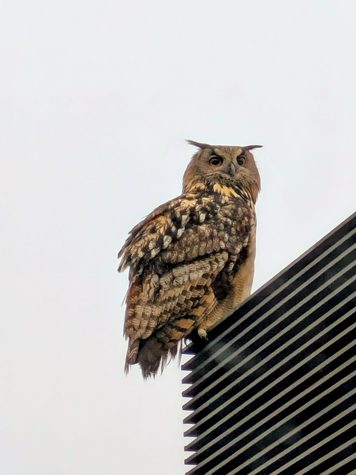 Qué sabemos de: los búhos Qué sabemos de: los búhos