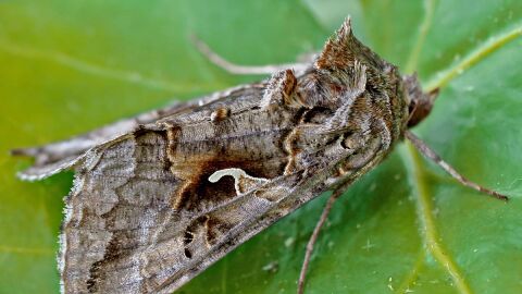 Autographa gamma, la polilla gigante que ha llegado a España Autographa gamma, la polilla gigante que ha llegado a España