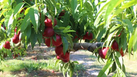 Fruta de verano Fruta de verano