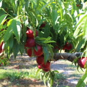 Fruta de verano