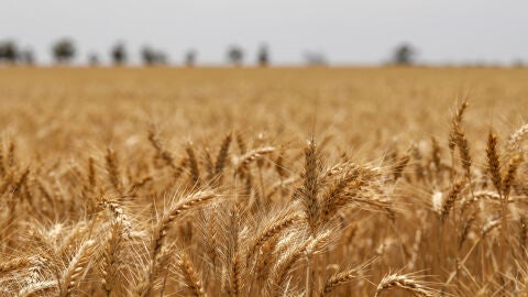 Campo de trigo
